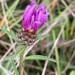 Centaurea nigra 花