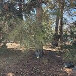 Pinus ponderosa Lapas