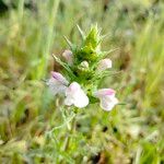 Bellardia trixago Fleur