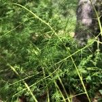 Asparagus schoberioides Leht