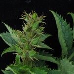 Scrophularia pauciflora Habit