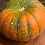 Cucurbita pepoFfrwyth