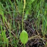 Ophioglossum vulgatum आदत