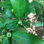 Alibertia edulis Fruit