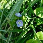 Veronica americana Blüte