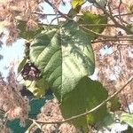 Heliocarpus americanus Leaf