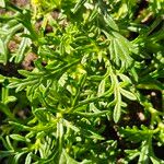 Verbena tenera Leaf