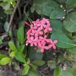 Ixora chinensis Blomst
