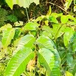 Harungana madagascariensis Hoja
