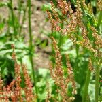 Rumex vesicarius Froito