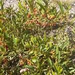 Solanum tripartitum Habitus