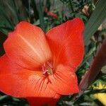 Gladiolus dalenii Lorea