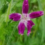 Geranium palustreBlüte