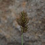 Carex praticola Плід