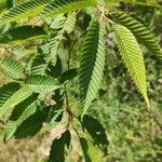 Carpinus japonica ഇല