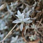 Cerastium biebersteinii ഇല