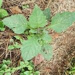 Solanum americanumBlad