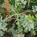 Brassica oleraceaBlatt