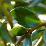 Kalanchoe miniata Blad