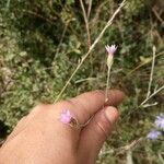 Xeranthemum cylindraceum Цветок