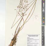Eragrostis thollonii Other