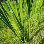 Acorus calamus Blad