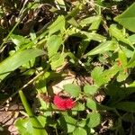 Acalypha chamaedrifolia Flower