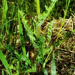 Senecio gallicus Blatt