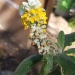 Buddleja stachyoides Çiçek