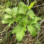 Smyrnium olusatrum Leaf