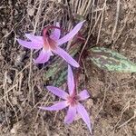 Erythronium dens-canis Flower