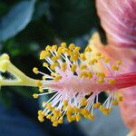 Hibiscus ovalifolius Blodyn