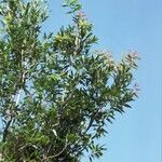 Syzygium jambos ᱛᱟᱦᱮᱸ