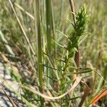 Liatris punctata List