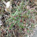 Cotoneaster dammeri Leaf