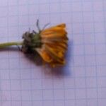 Picris hieracioides Flower