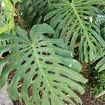 Monstera deliciosaLeaf