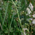 Scrophularia oblongifolia অন্যান্য