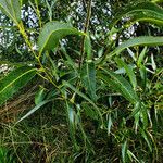 Salix lucida Leaf