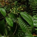 Psychotria breteleri