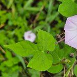 Ipomoea cordatotriloba Blad