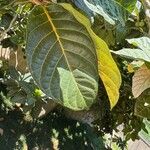 Ficus habrophylla Leaf