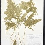 Selaginella parkeri Hoja