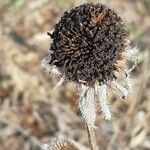 Tithonia tubaeformis Bloem