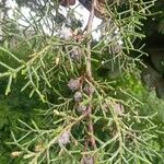 Cupressus lusitanica Fruchs