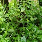 Scoparia dulcis Celota