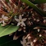 Acokanthera oblongifolia Flor