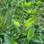 Aristolochia paucinervis List