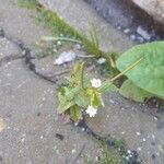 Epilobium roseum Kukka