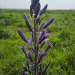 Camassia quamash Blüte